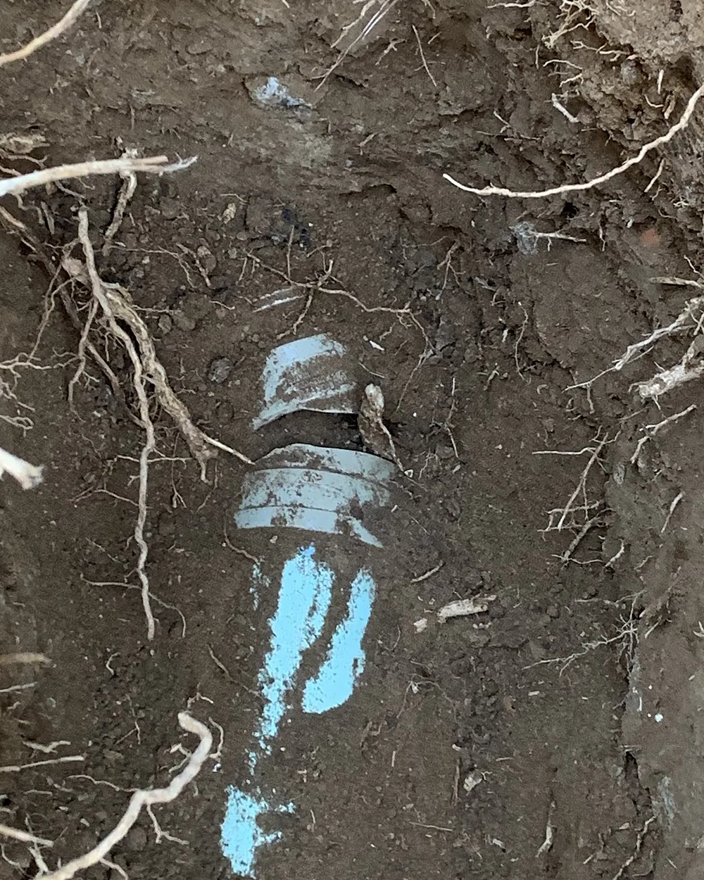 Tree roots growing into a cracked PVC sewer pipe, exposed in the dirt